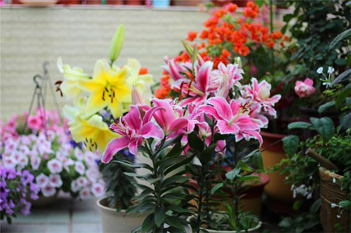 Hoa ly có nhiều ý nghĩa tốt đẹp. (Ảnh: Sohu)