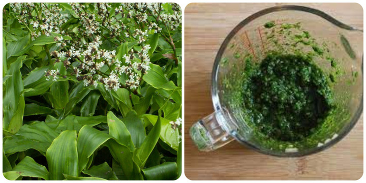 Lược vàng có nhiều lợi ích đối với sức khoẻ nhưng cần sử dụng đúng cách