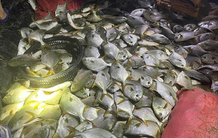 Cá Vàng Áng được người dân mang về ăn hoặc mang ra chợ bán.