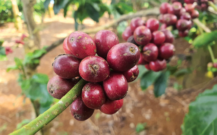 Ảnh: Thesaigontimes.