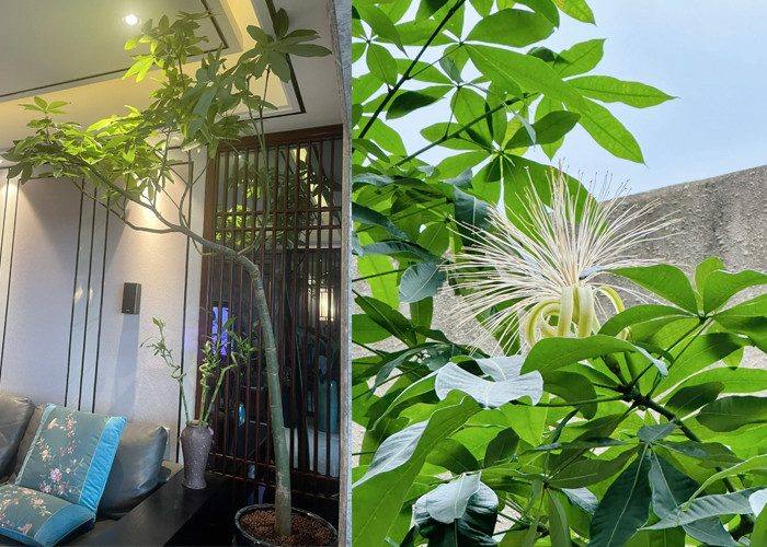 Kim ngân trồng ngoài sáng sẽ dễ nở hoa hơn. (Ảnh: Toutitao)