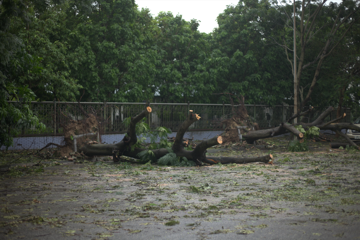 Cây đổ vẫn nằm la liệt quanh ở ngoài sân.