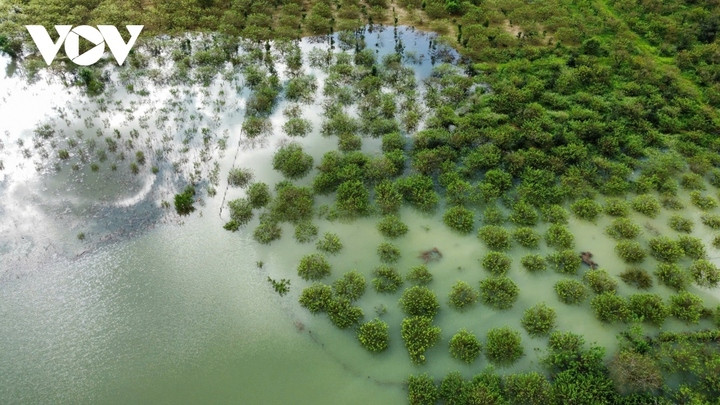 Hiện khoảng 25 ha mận của đồng bào Mông nơi đây bị ngập.