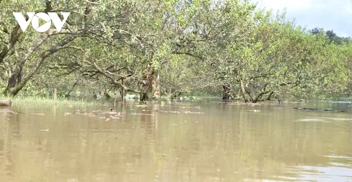 Na Ka là vùng mận lớn và đẹp nhất Mộc Châu, với nhiều cây mận cổ thụ.