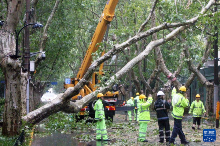 Nhân viên môi trường xử lý một cây lớn ngã đổ trên đường Hoành Sơn, Thượng Hải, ngày 16/9. (Ảnh: Tân Hoa Xã)