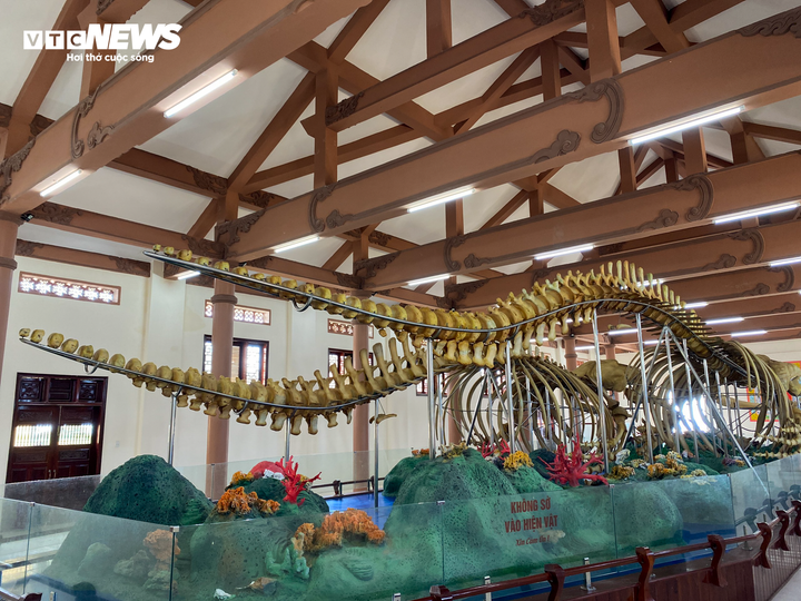 Hai bộ xương cá voi được chuyên gia phục dựng hoàn chỉnh với hình dáng chú cá voi trong tư thế đang bơi uốn lượn.