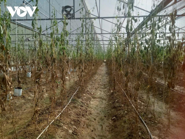 Hơn 2.200ha cây trồng tại Bắc Kạn bị ảnh hưởng do hoàn lưu bão số 3.