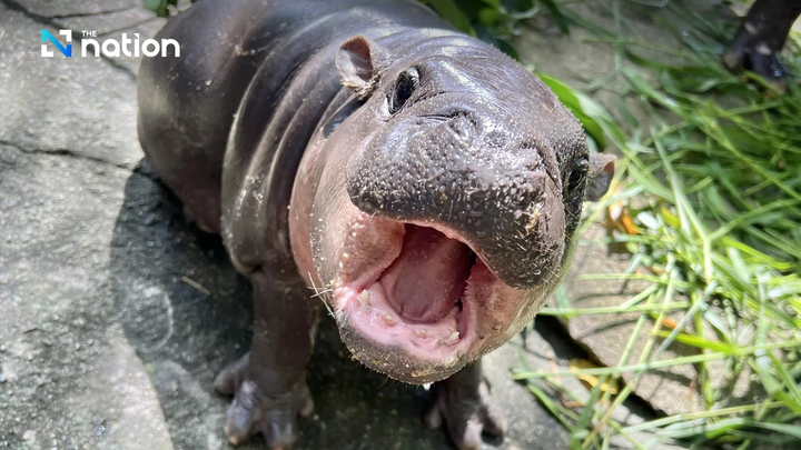 Moo Deng thường có những phản ứng thú vị và đáng yêu. (Ảnh: Nation Thailand)
