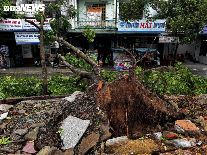 Cây xanh bật gốc trên đường Võ Thị Sáu.
