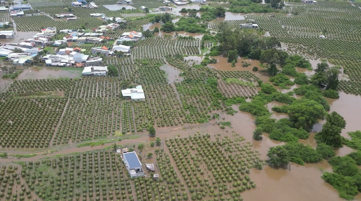 Hơn 420 ha thanh long của 2 xã Hàm Mỹ, Hàm Cường ngập trong nước hồi tháng 8/2024