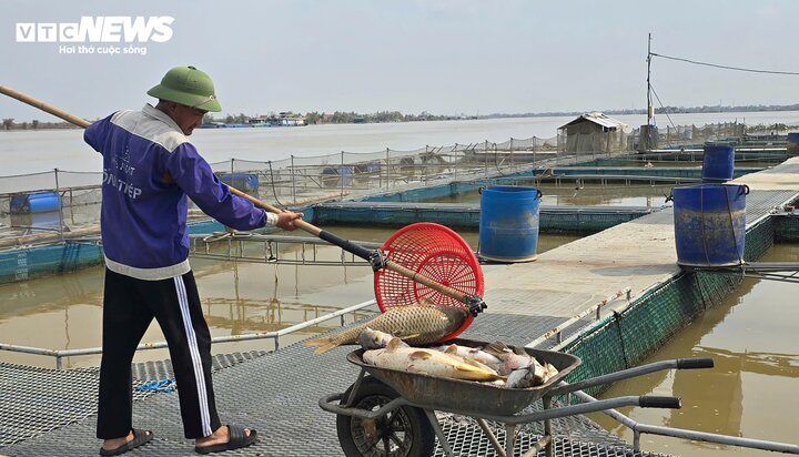 Hàng tấn cá chép giòn sắp đến ngày thu hoạch của gia đình anh Dũng trôi theo cơn bão số 3, số còn lại cũng bị chết đáng kể.