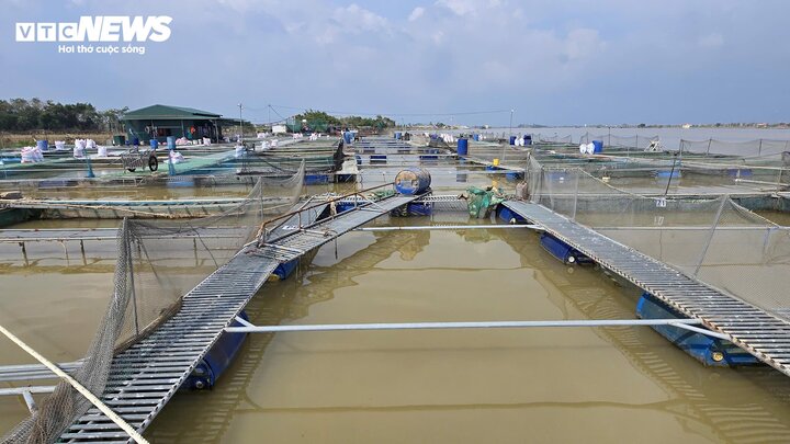 Các lồng cá trên vùng sông Thái Bình bị rách lưới, gãy cầu do bão số 3.