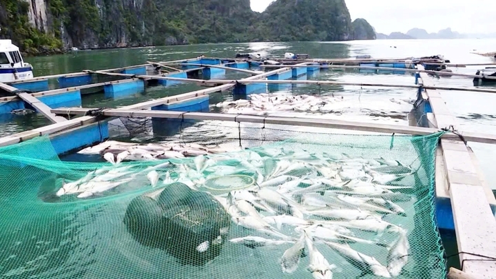 Ngành thủy sản và chăn nuôi đứng trước nhiều thách thức về biến đổi khí hậu, thiên tai. (Ảnh: Tiến Thắng)