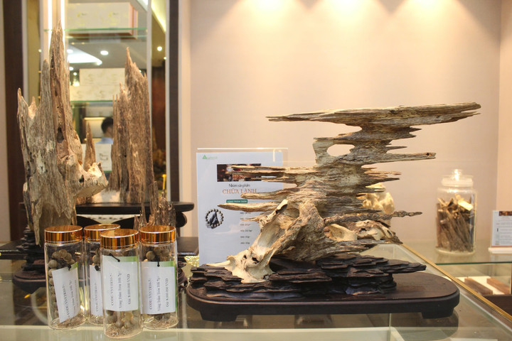 Những sản phầm trầm hương cấy tạo từ công nghệ sinh học tiên phong tại Việt Nam - 3