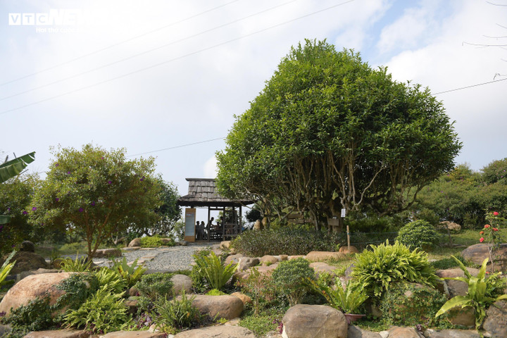 Cây chè Shan tuyết di sản số 003 tại xã Suối Giàng, huyện Văn Chấn, tỉnh Yên Bái.