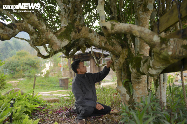 Ông Sổng A Páo đang kiểm tra gốc cây chè Shan tuyết cổ thụ do mình chịu trách nhiệm chăm sóc.