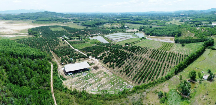 Mô hình nông nghiệp hữu cơ kết hợp chăn nuôi lợn trên khu đồi 40ha ở xã Mỹ Lộc.