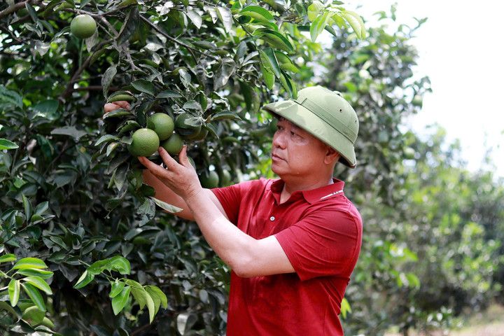 Theo ông Hải, làm nông nghiệp hữu cơ phải đặt tiêu chí "sạch" lên hàng đầu, "nói không" với hóa chất.