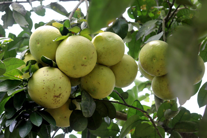 Bưởi da xanh mang lại giá trị cao, được người tiêu dùng ưa chuộng.