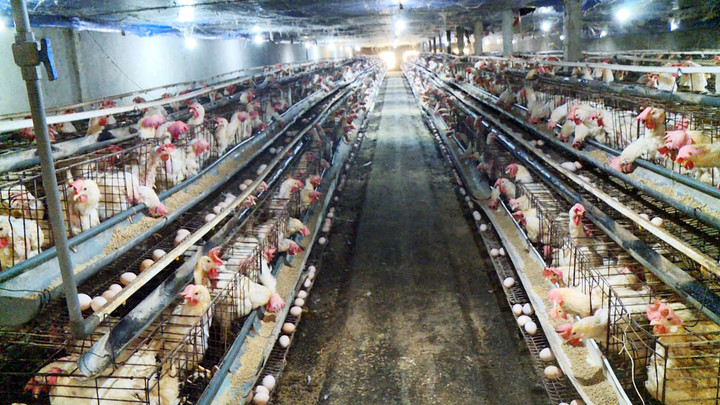 Trang trại nuôi gà của anh Nguyễn Như Đức theo hướng hiện đại, an toàn, cho năng suất vượt trội.