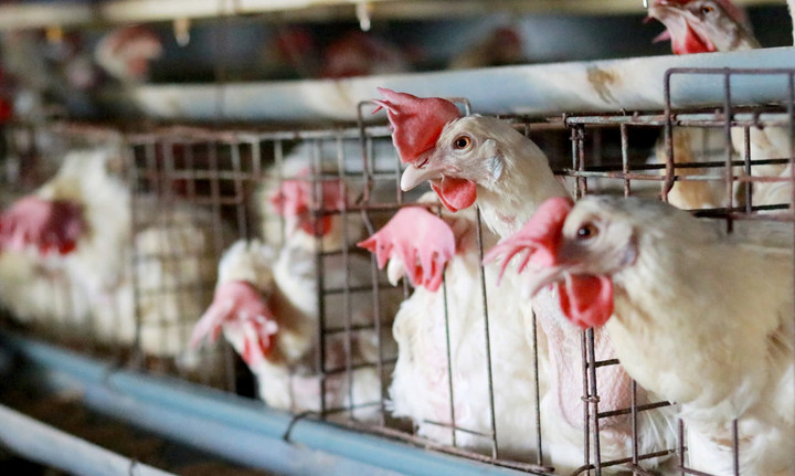 Nhờ tiêu chí an toàn, đảm bảo tươi mới mỗi ngày nên sản phẩm trứng gà của HTX Như Gia được thị trường ưa chuộng.