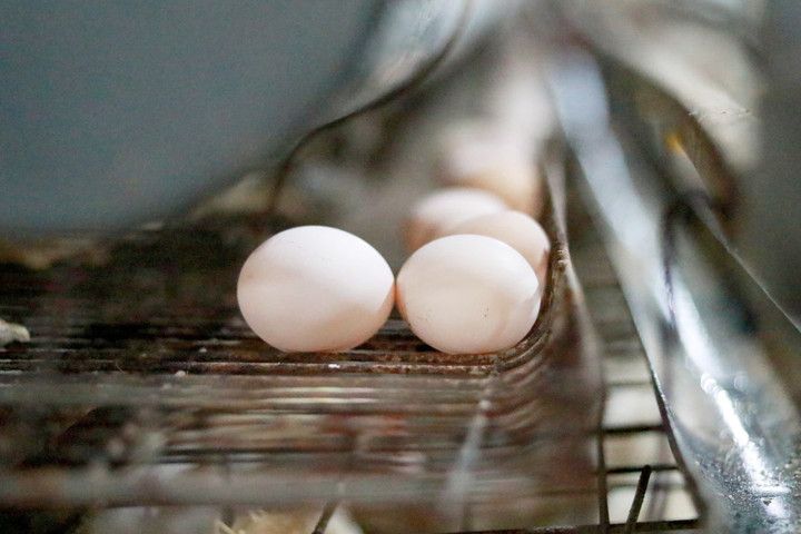 Sản phẩm trứng gà của HTX Như Gia được thị trường ưa chuộng.