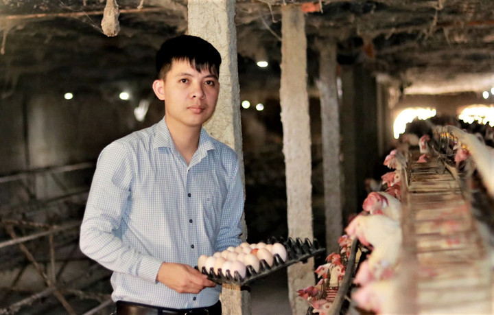 Trung bình mỗi ngày, trại gà của HTX Như Gia sản đẻ khoảng 8.500 quả trứng, doanh thu 7 tỷ đồng/năm.