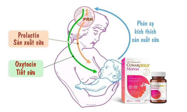 Cơ chế lợi sữa khoa học của sản phẩm.