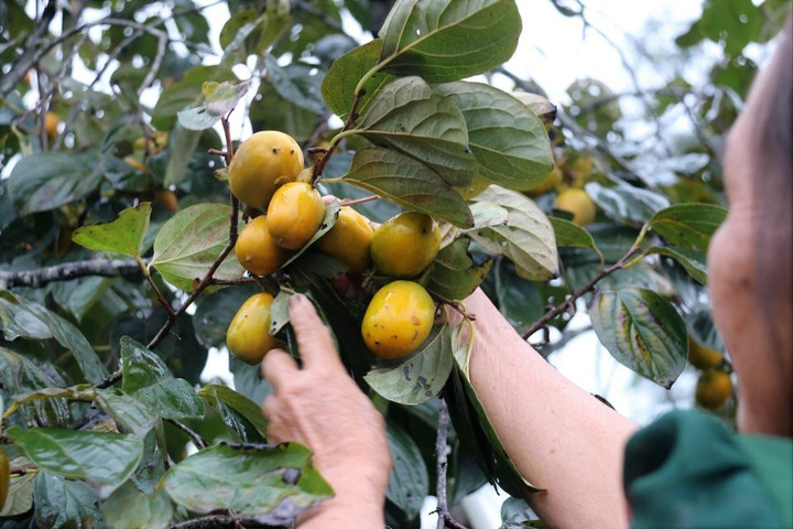 Hồng Yên Du được mùa được giá khiến nông dân Hà Tĩnh rất phấn khởi.