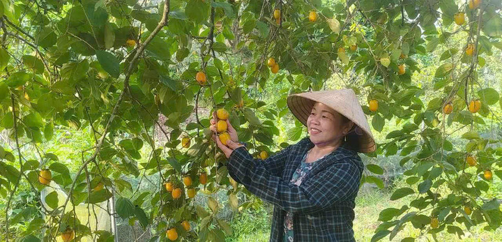 Vụ mùa năm nay, người dân xã Đức Lĩnh ước tính thu hoạch khoảng 75 tấn hồng, thu về trên 2 tỷ đồng.