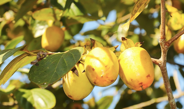 Quả hồng Yên Du nổi tiếng với hương vị đặc trưng, ngọt, giòn tan mà không nơi nào có được.