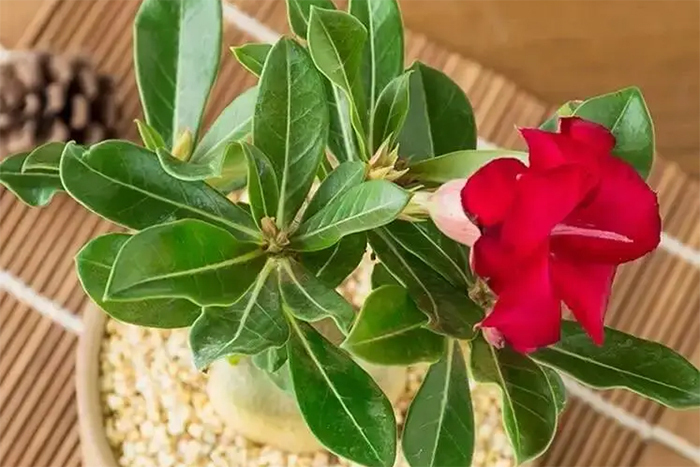 Cây hoa sứ thường ngủ đông và bắt đầu nở hoa khi sang xuân. (Ảnh: Sohu)
