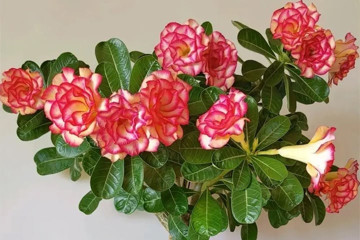 Hoa sứ còn được gọi là hoa hồng sa mạc vì màu sắc tươi tắn, hoa nở rực rỡ. (Ảnh: Sohu)