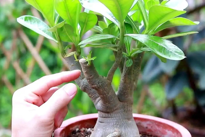 Chậu trồng hoa sứ không nên to quá và luôn giữ đất trong chậu có độ ẩm vừa phải. (Ảnh: Sohu)