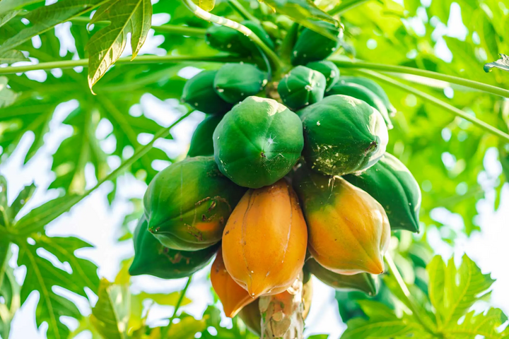 Vỏ quả đu đủ chín tự nhiên sẽ không vàng đều mà sẽ vàng theo từng mặt. (Ảnh: Treedom)