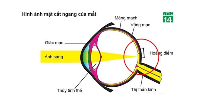 Hoàng điểm là nơi giúp chúng ta nhìn rõ nét, chi tiết nhất.