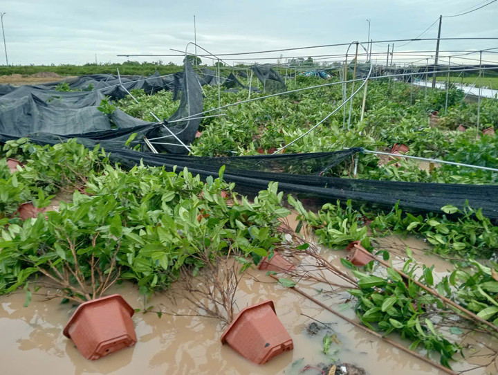 Khu vực trang trại của anh Lê Văn Đạt tại xã Ngũ Thái sau cơn bão số 3.