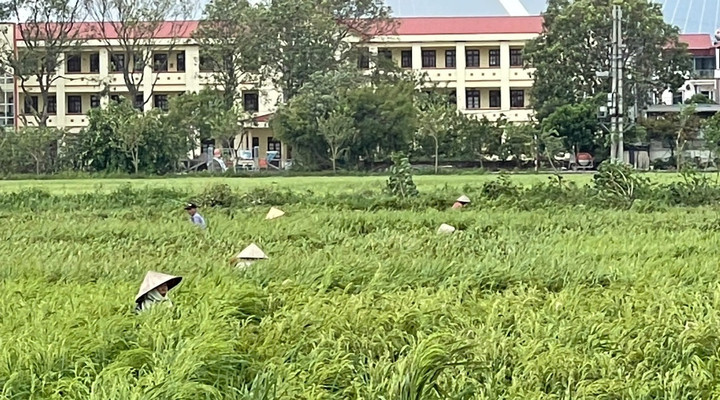 Nông dân xã Đại Đồng Thành buộc lại diện tích lúa bị đổ sau cơn bão số 3.