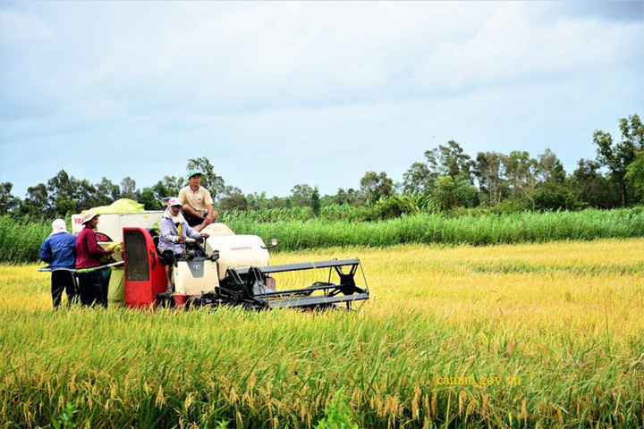 Nông dân Cà Mau thu hoạch lúa.
