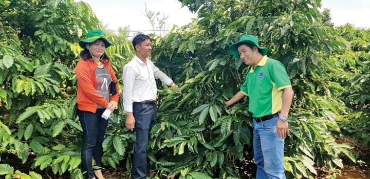 Kỹ sư Phân bón Phú Mỹ hỗ trợ tư vấn cho bà con sử dụng  phân bón trên cây cà phê đạt năng suất cao.