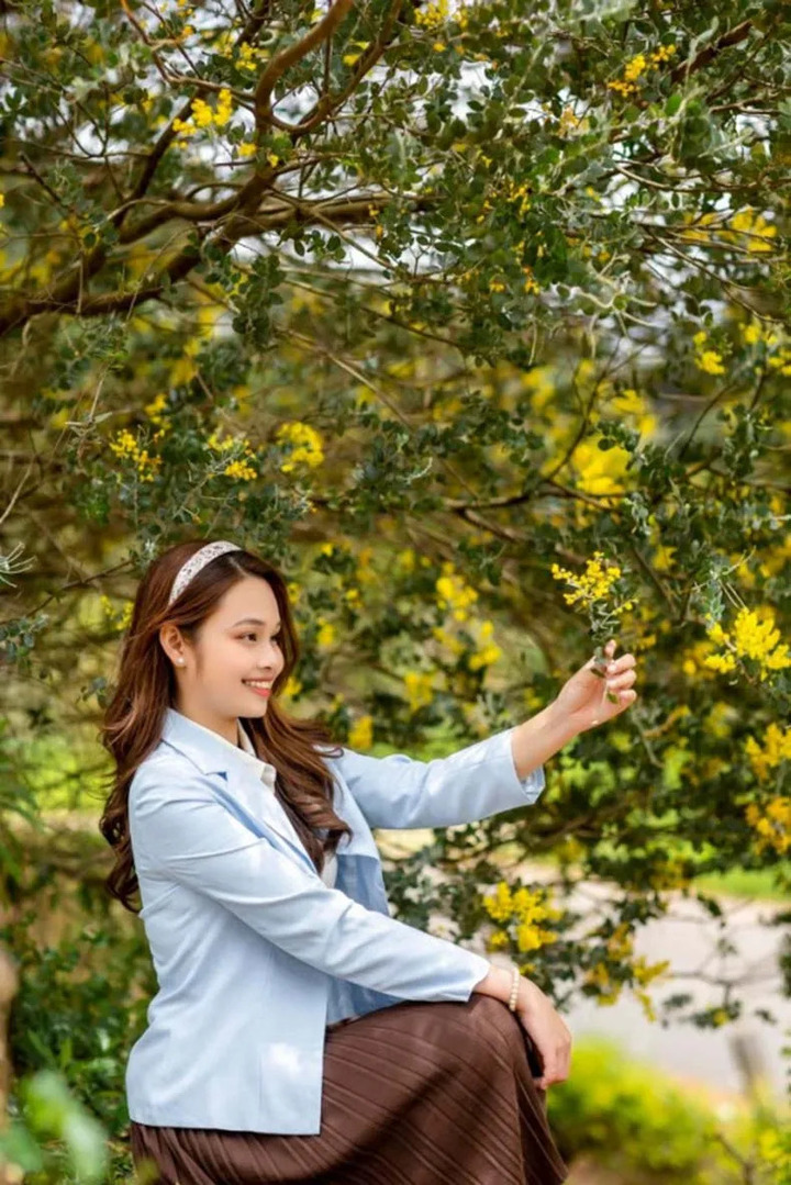 Sang tháng 11, những cây mimosa bắt đầu bung nụ lấm tấm đầy cành.