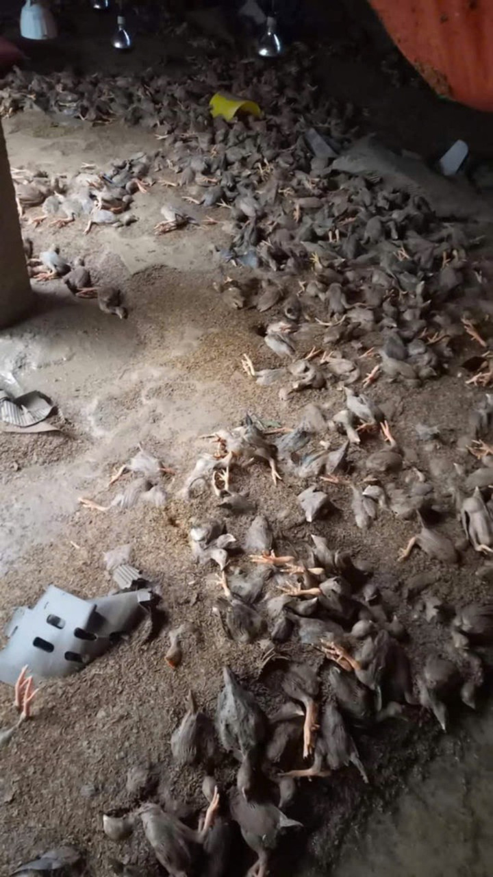 Cần có chính sách giúp người chăn nuôi gượng dậy sau lũ lụt.