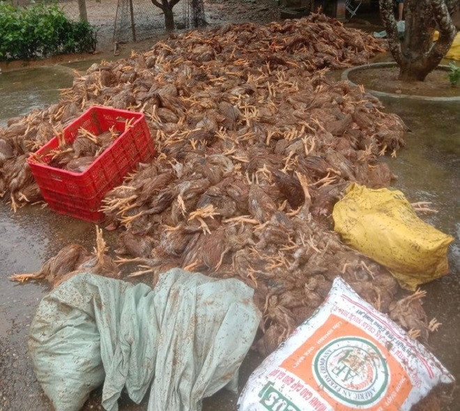 Gà chết la liệt sau khi lũ tràn về.