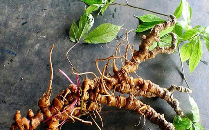 Sâm Ngọc Linh mọc nhiều nhất ở tỉnh nào nước ta? - 4