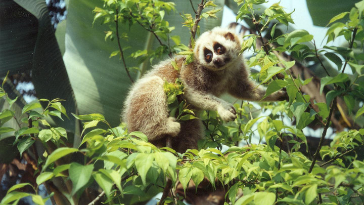 Vườn quốc gia nào 2 lần được công nhận là di sản thiên nhiên thế giới? - 4