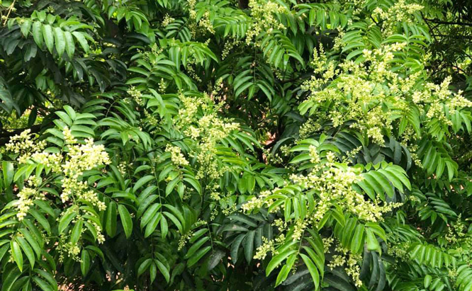 Nơi đây được mệnh danh là tuyến đường lãng mạn nhất Hà Nội.