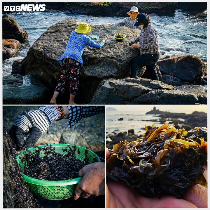 Nơi đây, du khách sẽ trực tiếp quan sát nhịp sống sôi động của chợ cá buổi sớm, một sản phẩm du lịch trải nghiệm vô cùng đặc trưng, độc đáo qua việc khai thác, đánh bắt của ngư dân làng chài như rong mứt, cá cơm, ruốc biển... Đây cũng là một trong những yếu tố thu hút du khách mọi miền biết đến Nhơn Lý