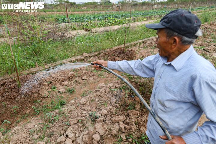 Cách đó không xa là nhà vườn Đỗ Định với 5 vườn trồng đào. Bão lũ đã làm hư hỏng 4 vườn, mất hơn 800 đào cây và 200 đào cành, gây thiệt hại hơn 3 tỷ đồng. 