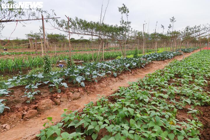 Những vườn đào ảnh bị hỏng bởi nước lũ đang được người dân dọn dẹp và tận dụng trồng các loại hoa màu để cải thiện thêm thu nhập dịp Tết.