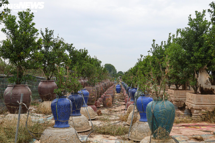 Bị bão lũ lịch sử tàn phá, đào, quất cảnh Hà Nội có kịp đón Tết Nguyên đán? - 5